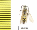 Scoliidae sp.  India, Orissa - INSECTS-STORE.RU