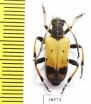 Brachyta bifasciata  Russia, Far East - INSECTS-STORE.RU
