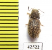 Cleridae sp.  South Africa Rep. - INSECTS-STORE.RU
