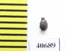 Onthophilus sp.?  Morocco - INSECTS-STORE.RU
