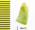 Homoptera sp.  India - INSECTS-STORE.RU