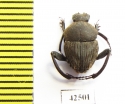 Sisyphus sp.  South Africa Rep. - INSECTS-STORE.RU