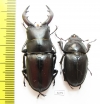 Prosopocoilus motschulskii  Taiwan 51mm - INSECTS-STORE.RU