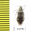 Stenotrachelidae, Scotodes annulatus  Russia, Tver reg. - INSECTS-STORE.RU