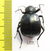 Dichta sp.  South Africa Rep. - INSECTS-STORE.RU