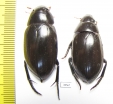 Hydrophilus dauricus, male  Russia, Far East - INSECTS-STORE.RU