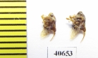 Membracidae sp.  India - INSECTS-STORE.RU