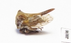Membracidae sp.  India - INSECTS-STORE.RU