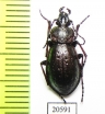 Carabus (Diocarabus) slovtzovi slovtzovi  Russia, Burjatia reg. - INSECTS-STORE.RU