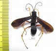 Hymenoptera sp.  South Africa Rep. - INSECTS-STORE.RU