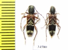 Anaglyptus persicus, pair  Russia, Krasnodar reg. - INSECTS-STORE.RU