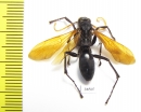 Hymenoptera sp.  Ecuador - INSECTS-STORE.RU