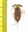 Nepa cinerea  Russia, Tver reg. - INSECTS-STORE.RU