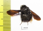 Hymenoptera sp.  Argentina - INSECTS-STORE.RU