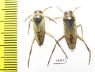 Notonecta sp.  Russia - INSECTS-STORE.RU