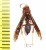 Hymenoptera sp.  Bolivia - INSECTS-STORE.RU