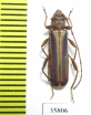 Cerambycidae sp.  Tanzania - INSECTS-STORE.RU