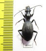 Cypholoba alstoni  South Africa Rep. - INSECTS-STORE.RU