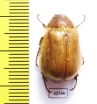 Sparrmannia sp.  South Africa Rep. - INSECTS-STORE.RU