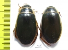 Dytiscus marginalis, pair  Russia, Tver reg. - INSECTS-STORE.RU