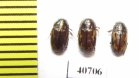 Carabidae sp.  India - INSECTS-STORE.RU