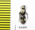 Mutillidae sp.  Kazakhstan - INSECTS-STORE.RU