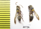 Hymenoptera sp.  Argentina - INSECTS-STORE.RU