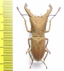 Cyclommatus sp.  Malaysia  34mm - INSECTS-STORE.RU