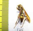 Hymenoptera sp.  Argentina - INSECTS-STORE.RU