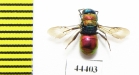 Chrysididae sp.  Kazakhstan - INSECTS-STORE.RU