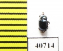 Chrysomelidae sp.  Malaysia, Borneo - INSECTS-STORE.RU