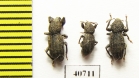 Curculionidae sp.  Malaysia, Borneo - INSECTS-STORE.RU