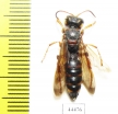 Hymenoptera sp.  Kazakhstan - INSECTS-STORE.RU