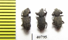 Curculionidae sp.  Malaysia, Borneo - INSECTS-STORE.RU