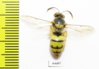 Hymenoptera sp.  Kazakhstan - INSECTS-STORE.RU