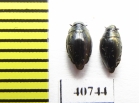 Gyrinidae sp.  Malaysia, Borneo - INSECTS-STORE.RU
