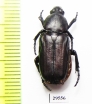 Cremastocheilini sp.  Togo - INSECTS-STORE.RU