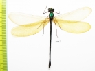 Odonata sp.  Indonesia, Sulawesi - INSECTS-STORE.RU