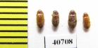 Ptilodactylidae sp.  Malaysia, Borneo - INSECTS-STORE.RU
