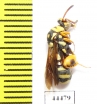 Ichneumonoidea sp.  Kazakhstan - INSECTS-STORE.RU