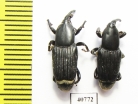 Curculionidae sp.  Thailand - INSECTS-STORE.RU