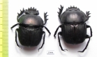 Kheper subaeneus  Togo - INSECTS-STORE.RU
