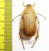 Sparrmannia sp.?  South Africa Rep. - INSECTS-STORE.RU
