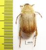 Sparrmannia sp.?  South Africa Rep. - INSECTS-STORE.RU