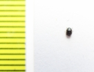 Sphindidae, Aspidiphorus orbiculatus  Russia, Tver reg. - INSECTS-STORE.RU