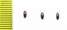 Erotylidae sp.  Malaysia - INSECTS-STORE.RU