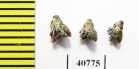 Curculionidae sp.  Peru - INSECTS-STORE.RU