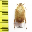 Sparrmannia sp.?  South Africa Rep. - INSECTS-STORE.RU