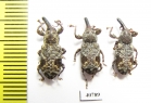 Curculionidae sp.  Peru - INSECTS-STORE.RU