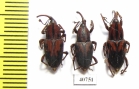 Curculionidae sp.  Peru - INSECTS-STORE.RU